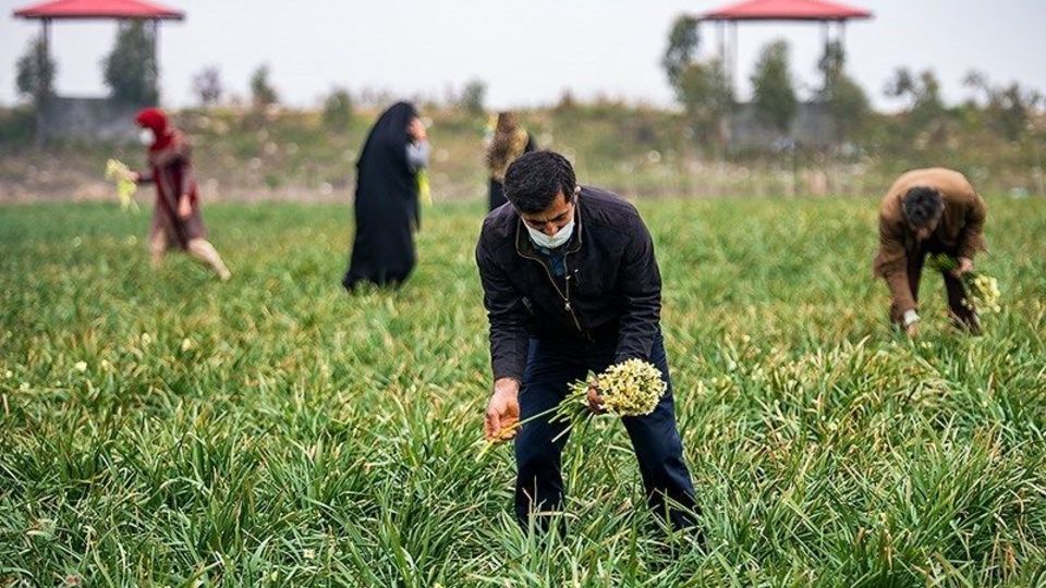 برداشت گل نرگس از مزارع مازندران