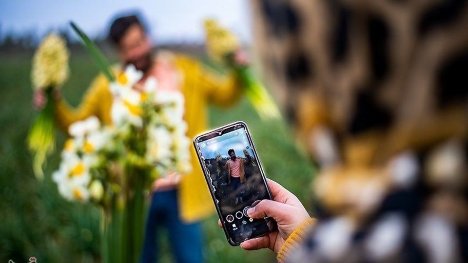 برداشت گل نرگس از مزارع مازندران
