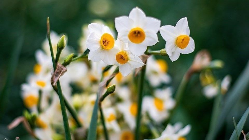 برداشت گل نرگس از مزارع مازندران