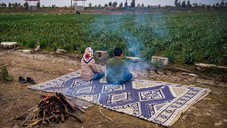 برداشت گل نرگس از مزارع مازندران