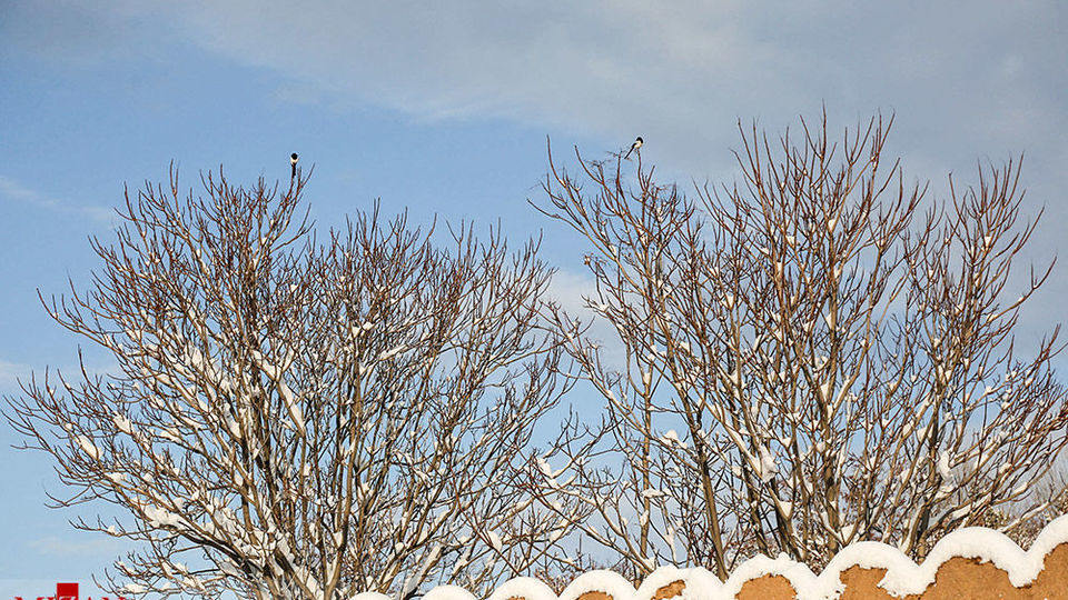 بارش برف سنگین - اهر