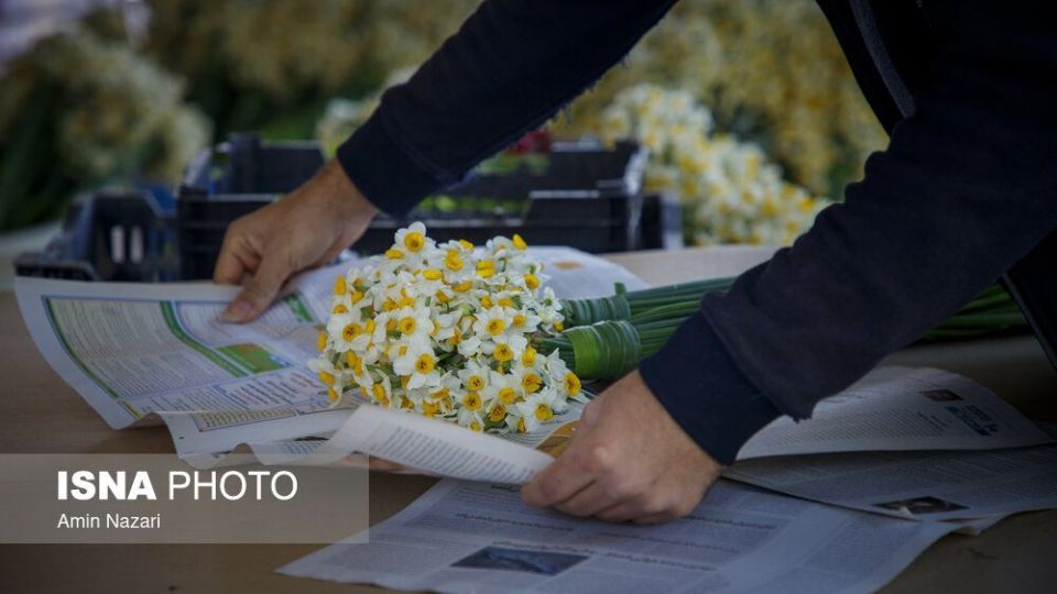 برداشت گل نرگس‎