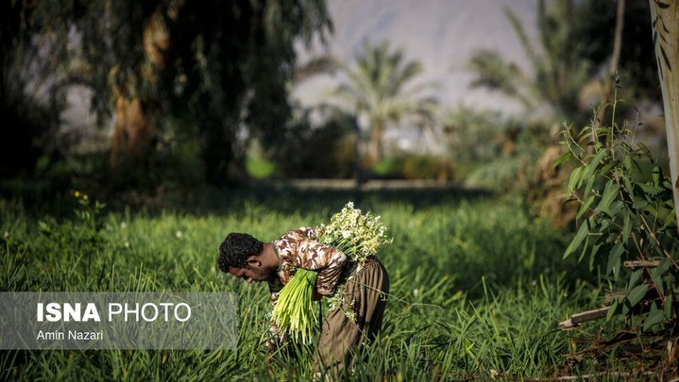 برداشت گل نرگس‎