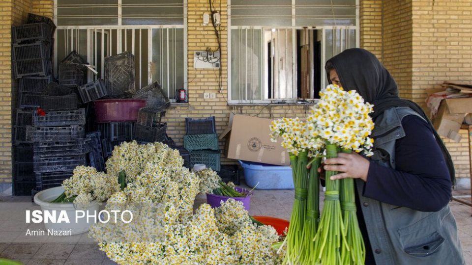 برداشت گل نرگس‎