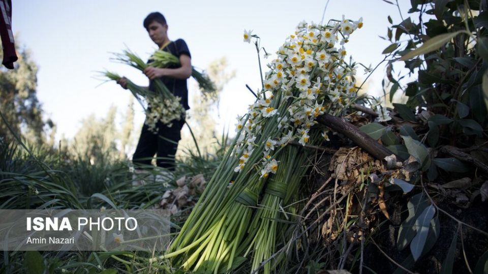 برداشت گل نرگس‎