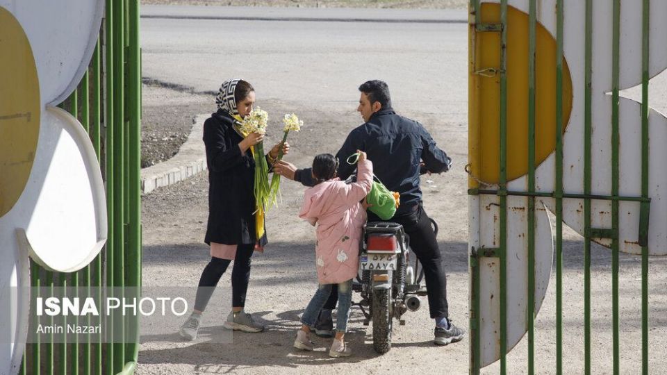 برداشت گل نرگس‎