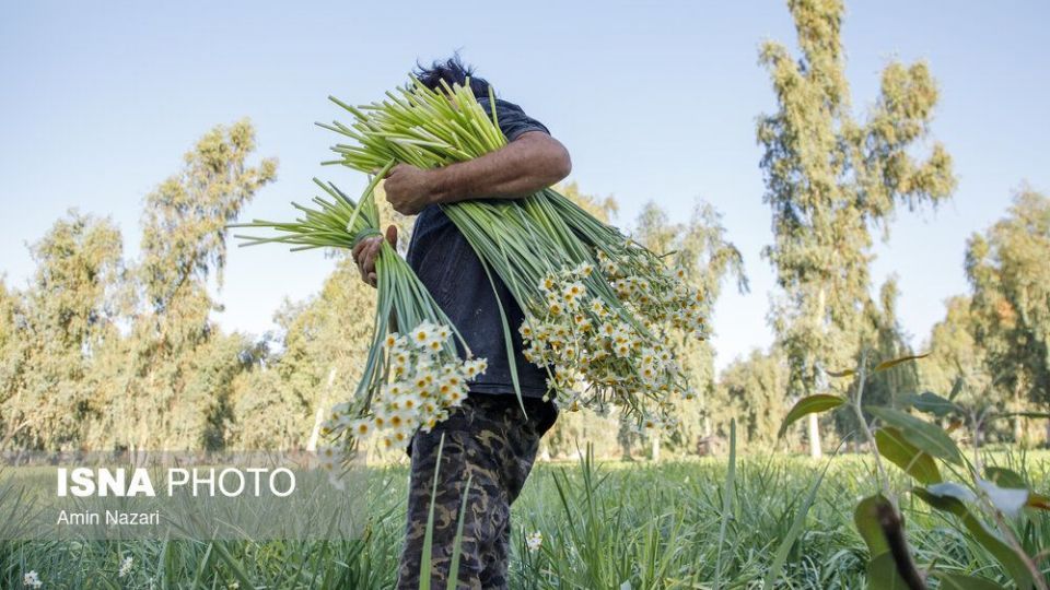 برداشت گل نرگس‎