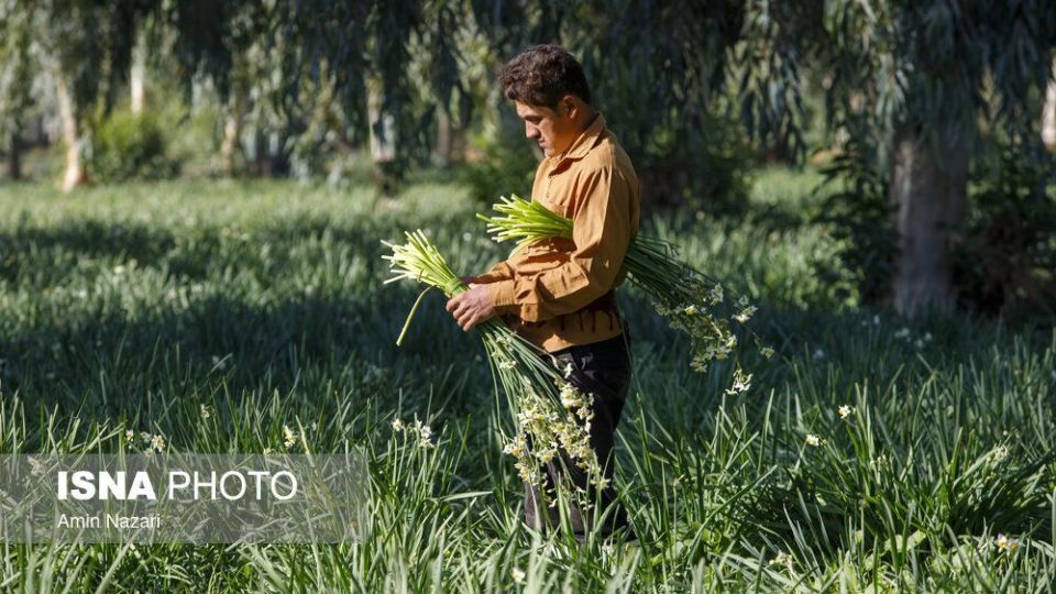 برداشت گل نرگس‎