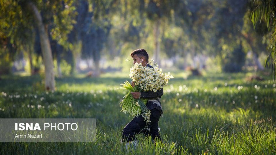 برداشت گل نرگس‎