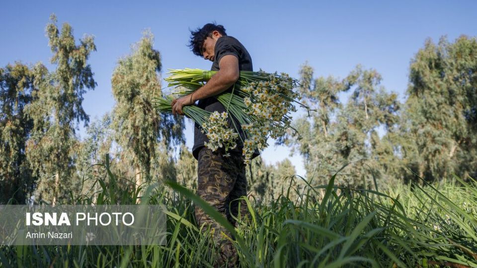 برداشت گل نرگس‎