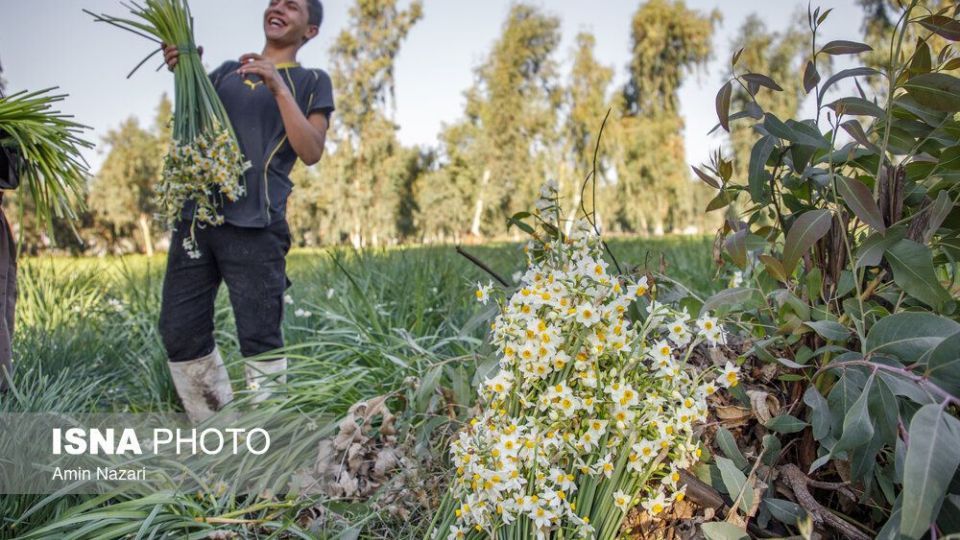 برداشت گل نرگس‎