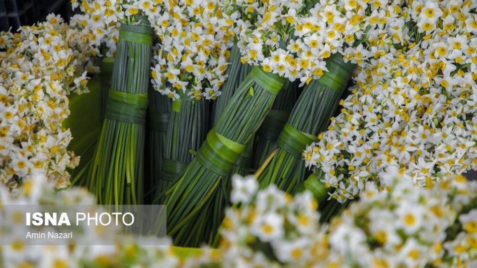 برداشت گل نرگس‎