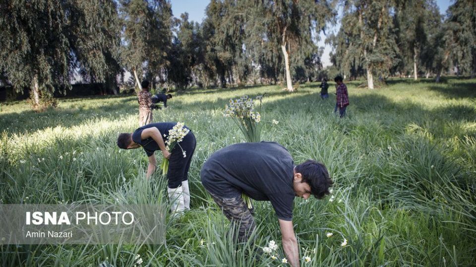 برداشت گل نرگس‎