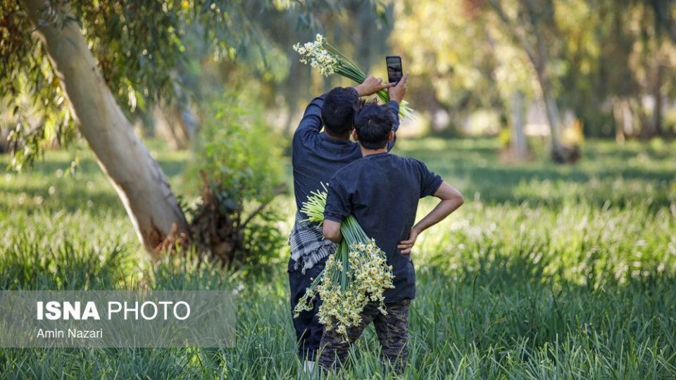 برداشت گل نرگس‎