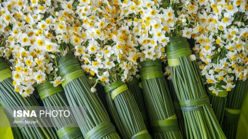 برداشت گل نرگس‎