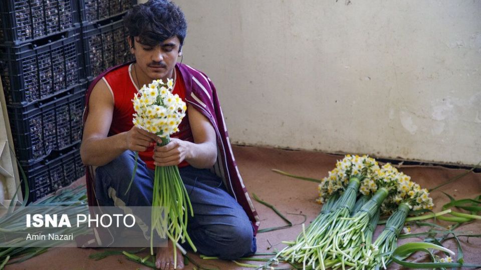 برداشت گل نرگس‎