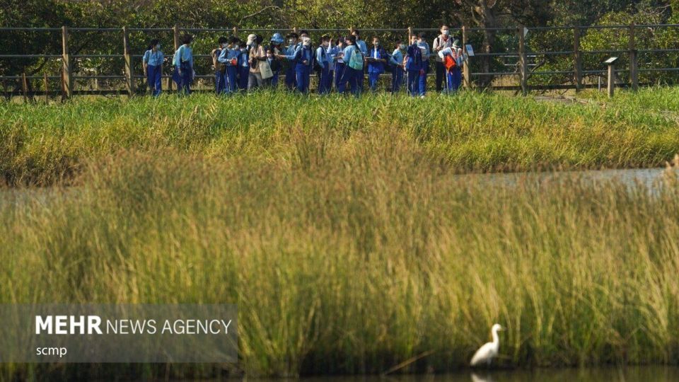 پرندگان مهاجر هنگ کنگ