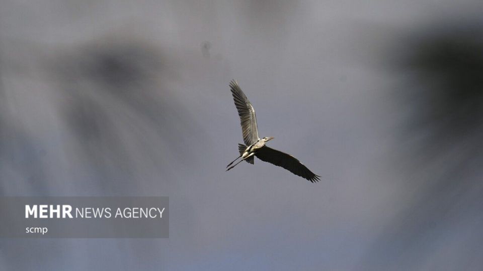 پرندگان مهاجر هنگ کنگ