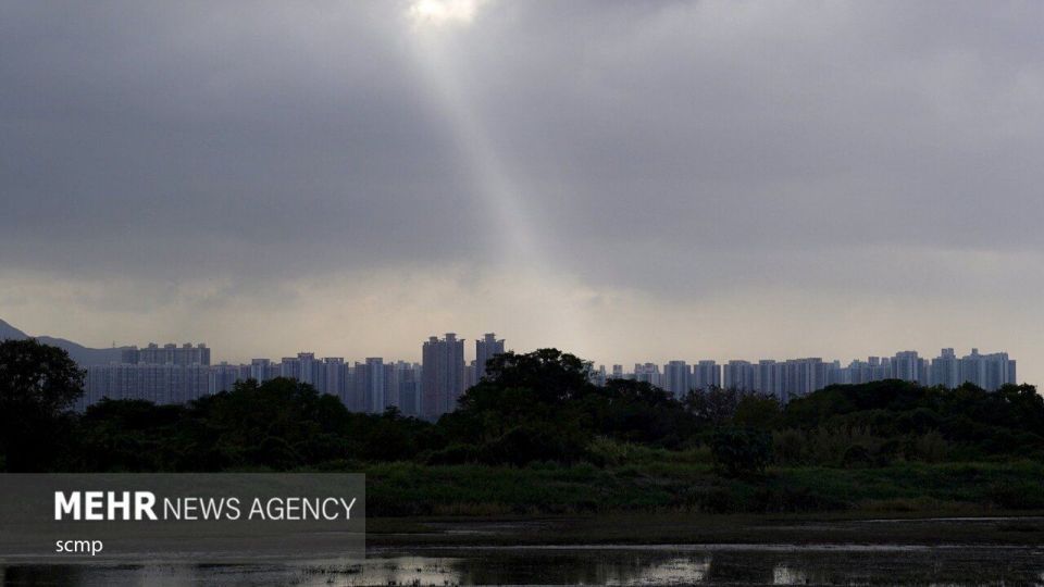 پرندگان مهاجر هنگ کنگ