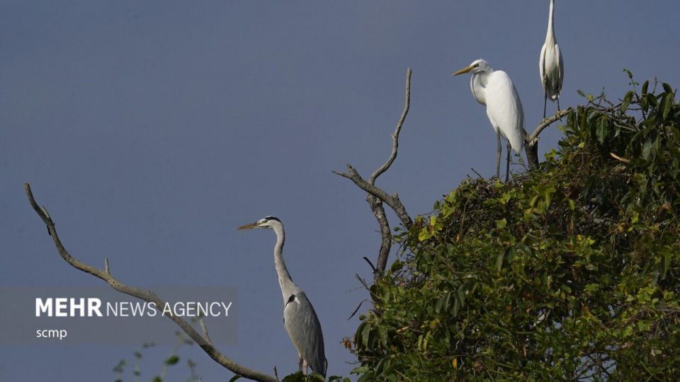 پرندگان مهاجر هنگ کنگ