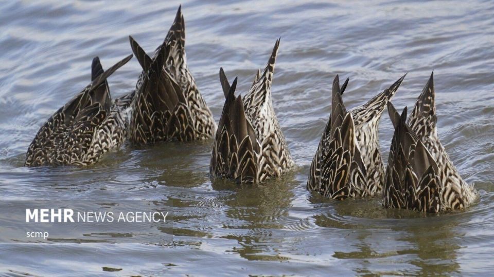 پرندگان مهاجر هنگ کنگ