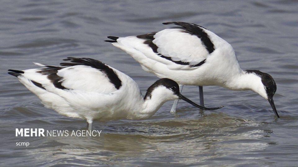 پرندگان مهاجر هنگ کنگ