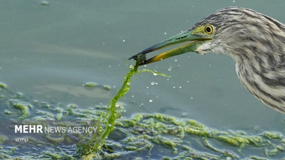 پرندگان مهاجر هنگ کنگ