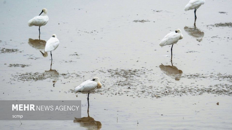 پرندگان مهاجر هنگ کنگ