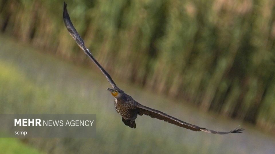 پرندگان مهاجر هنگ کنگ