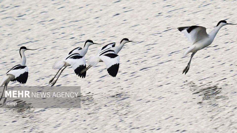 پرندگان مهاجر هنگ کنگ
