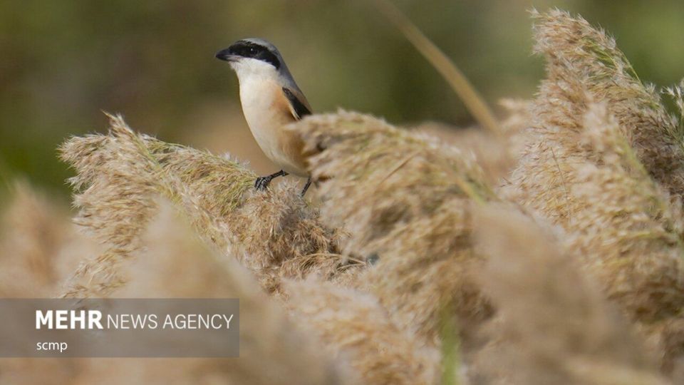 پرندگان مهاجر هنگ کنگ