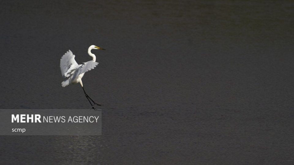 پرندگان مهاجر هنگ کنگ