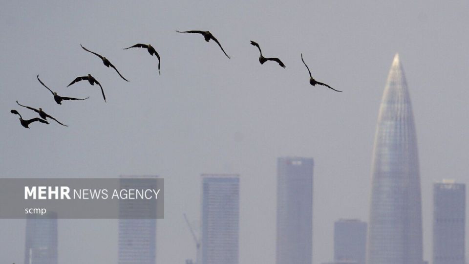 پرندگان مهاجر هنگ کنگ