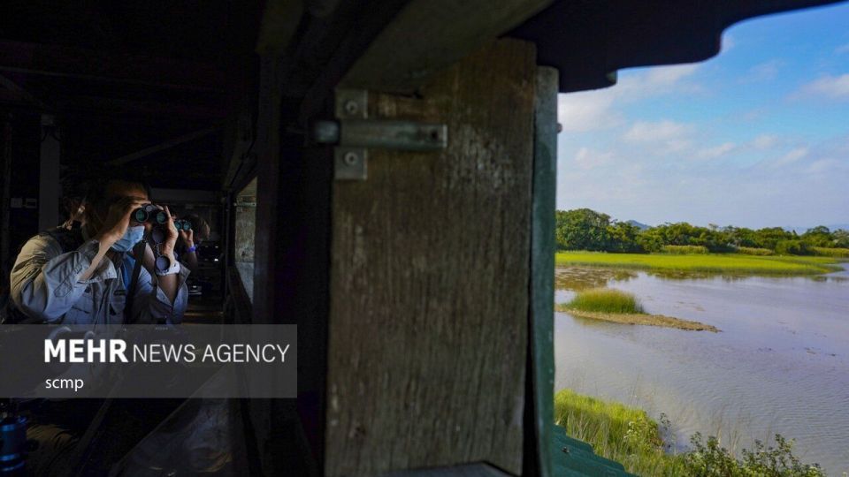 پرندگان مهاجر هنگ کنگ