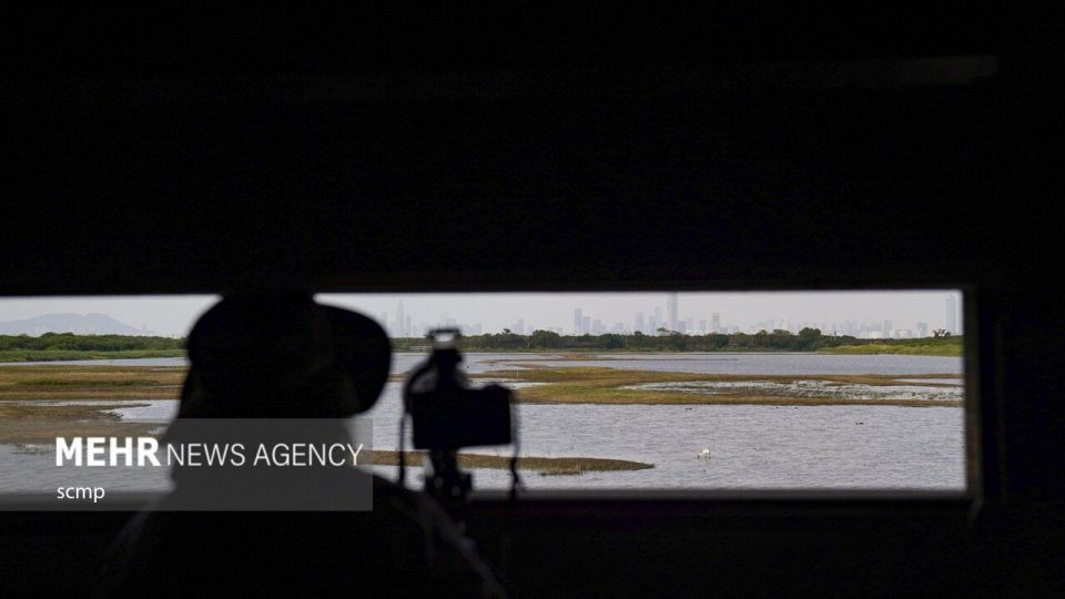 پرندگان مهاجر هنگ کنگ