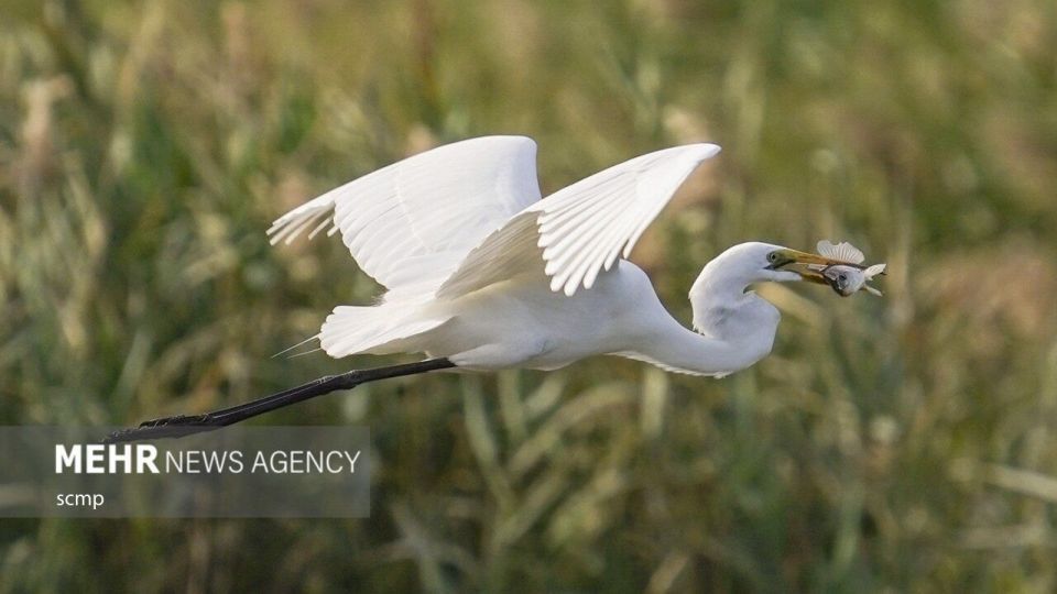 پرندگان مهاجر هنگ کنگ