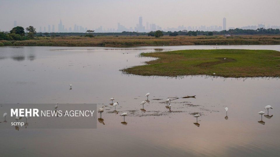 پرندگان مهاجر هنگ کنگ