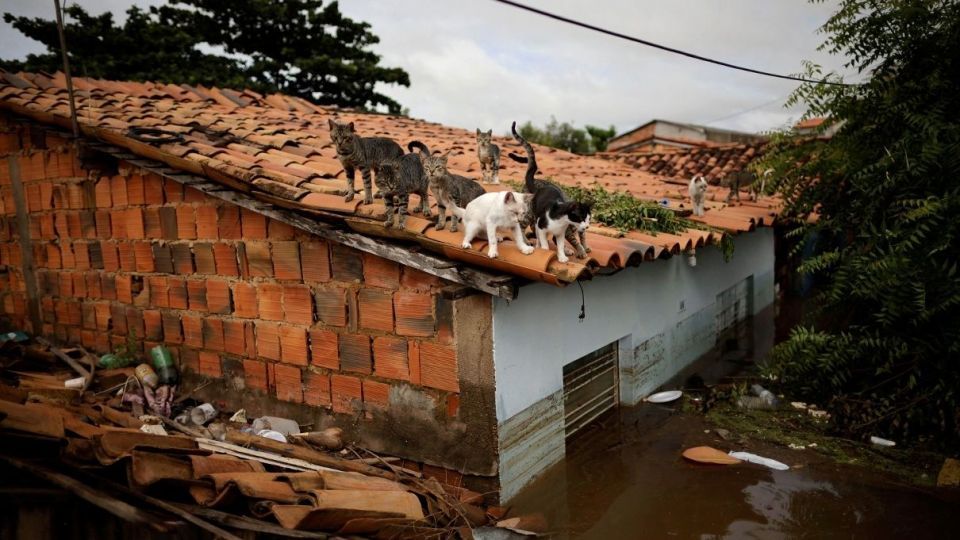 سیل در برزیل هزاران نفر را آواره کرد