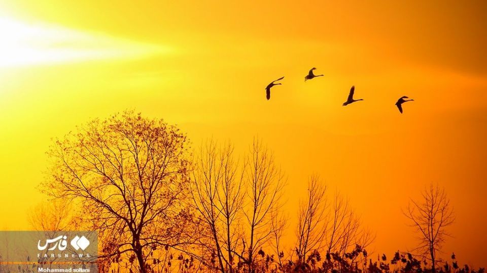 سمفونی پرواز قوها