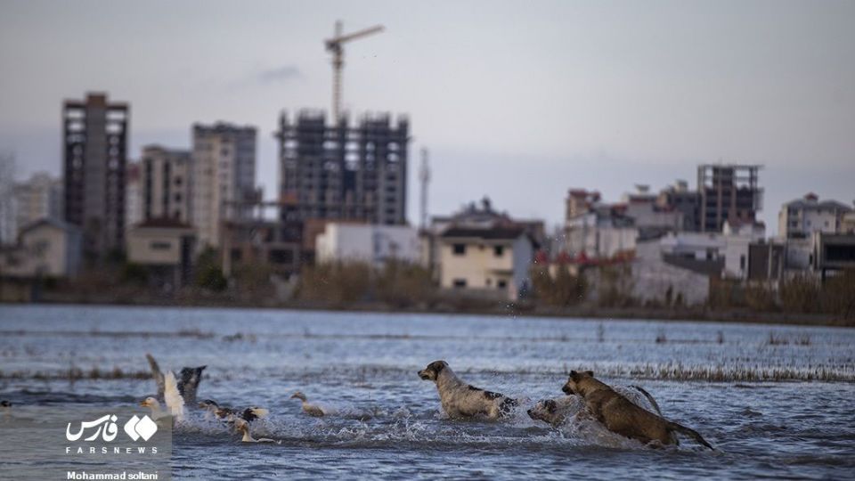 سمفونی پرواز قوها