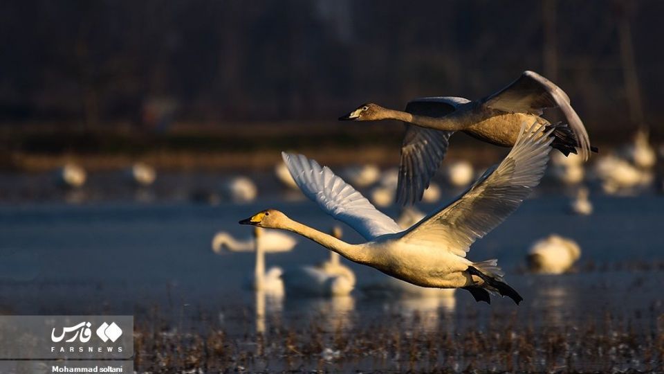 سمفونی پرواز قوها
