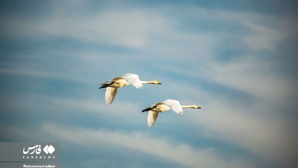 سمفونی پرواز قوها