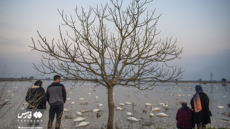 سمفونی پرواز قوها