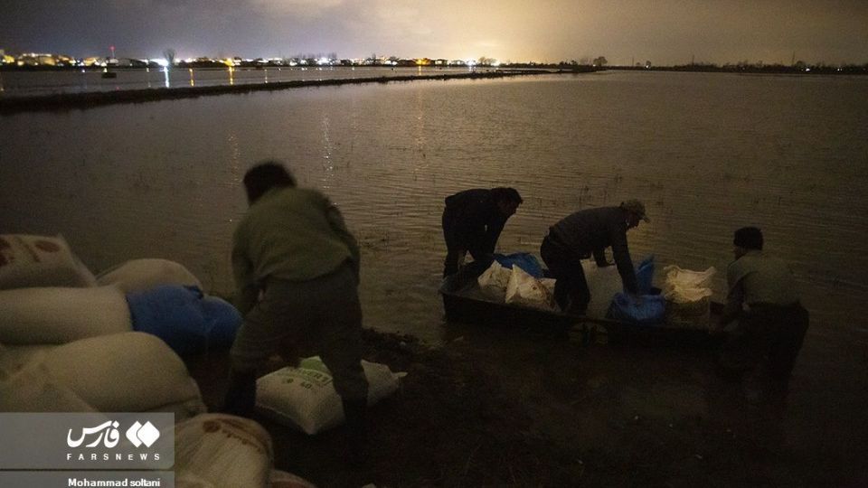 سمفونی پرواز قوها