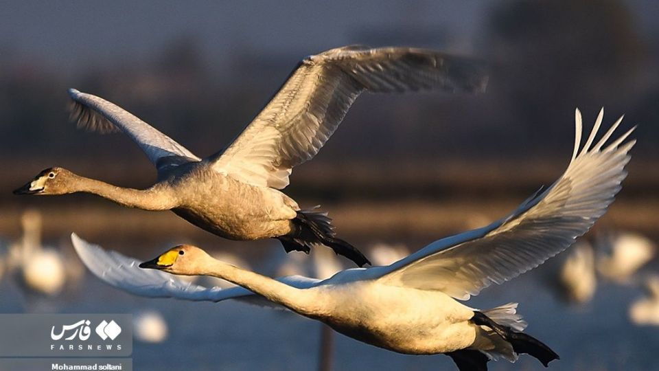 سمفونی پرواز قوها