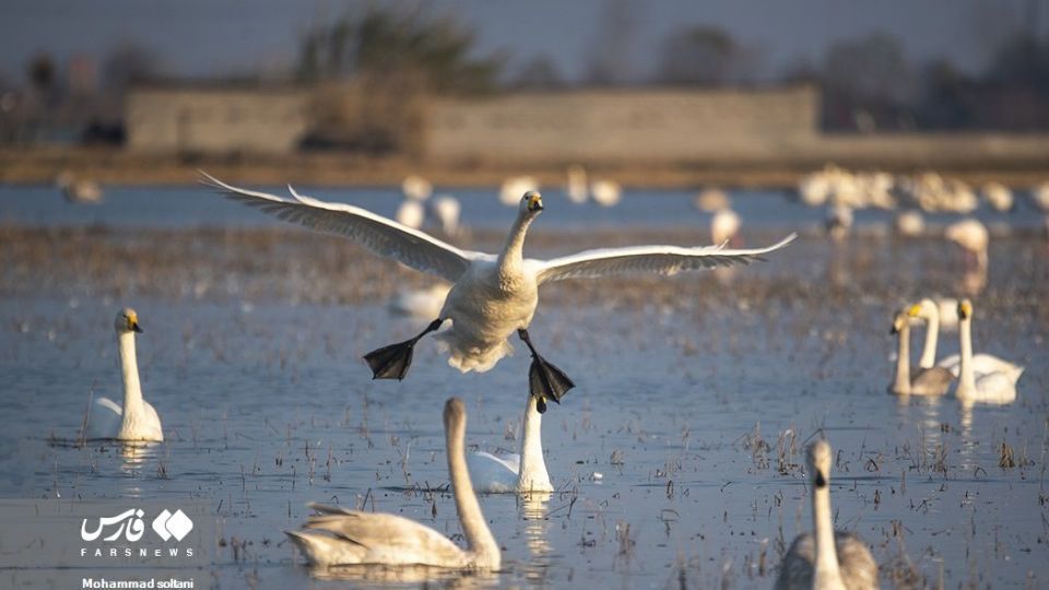 سمفونی پرواز قوها