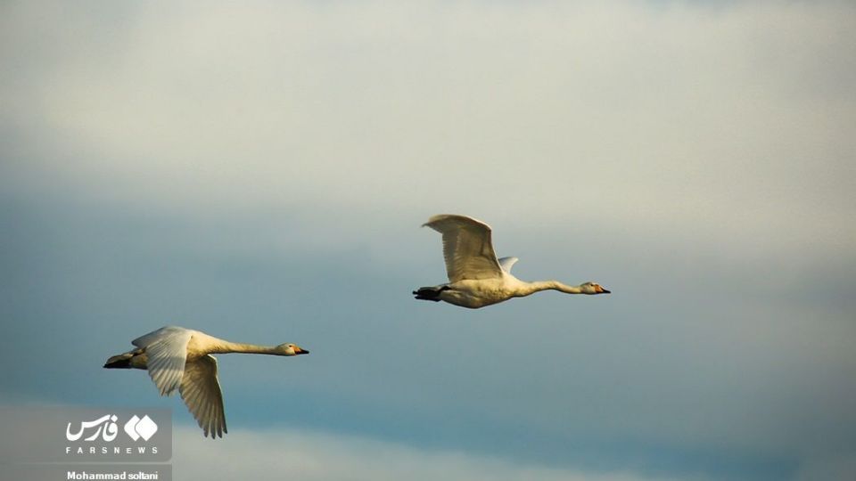 سمفونی پرواز قوها