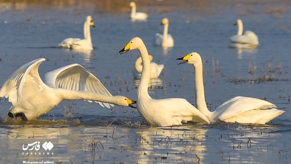 سمفونی پرواز قوها