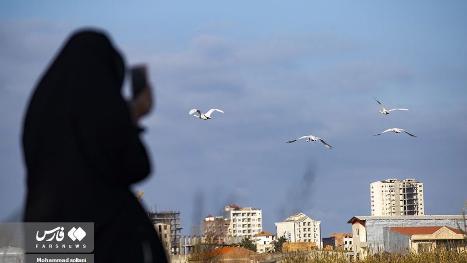 سمفونی پرواز قوها