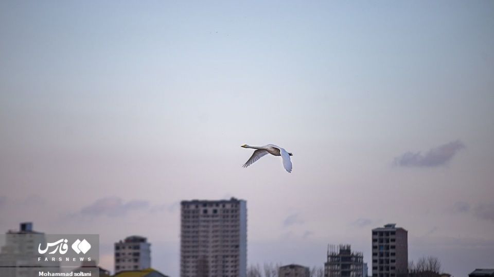 سمفونی پرواز قوها